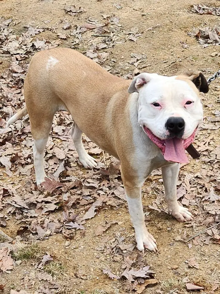 Fuqua's Leona of KLK