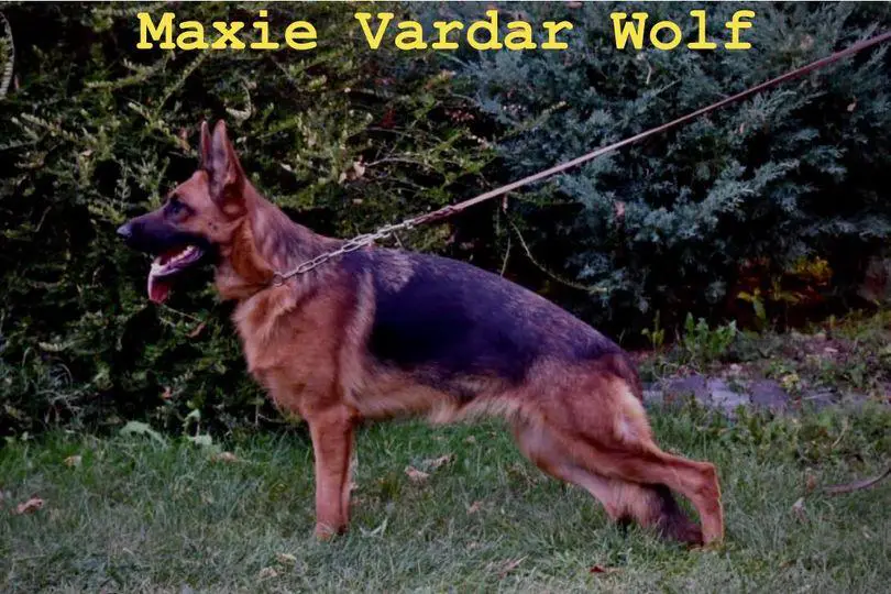 SG3 Mak Siger Maxie Vardar Wolf (2022)