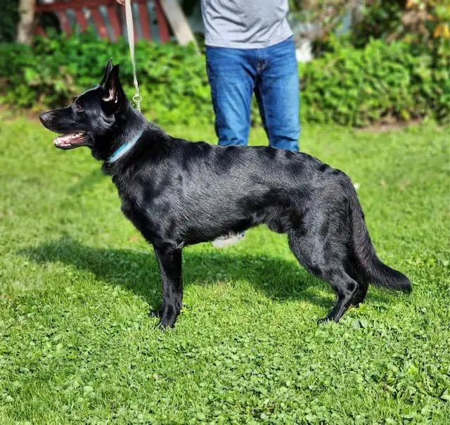 Nando vom Anhalter Hof