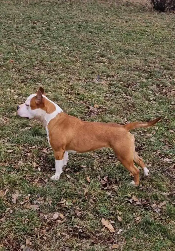 Puppy BOB, JCH MKD, JCW Annie Four Guns Dom Titana