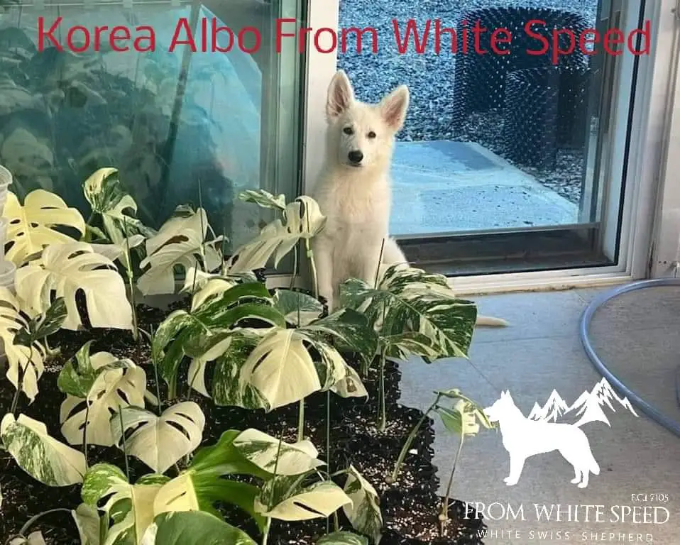 Korea Albo From White Speed