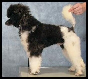 UKC CH Locust Creek Wild Lynx