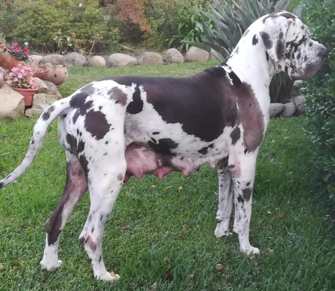 Zafira Della Torre Di Velia