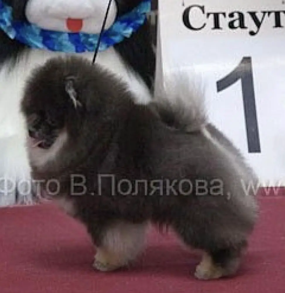 ROYAL TEE RAMBO ON A MISSION’