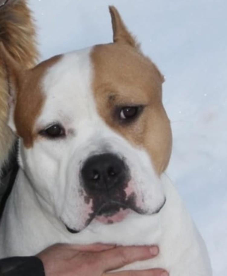 Iris Platinum Orion For Amulet Diamond