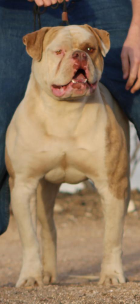 ABA CHAMPION DAKK'S NOTORIOUS KILLIAN