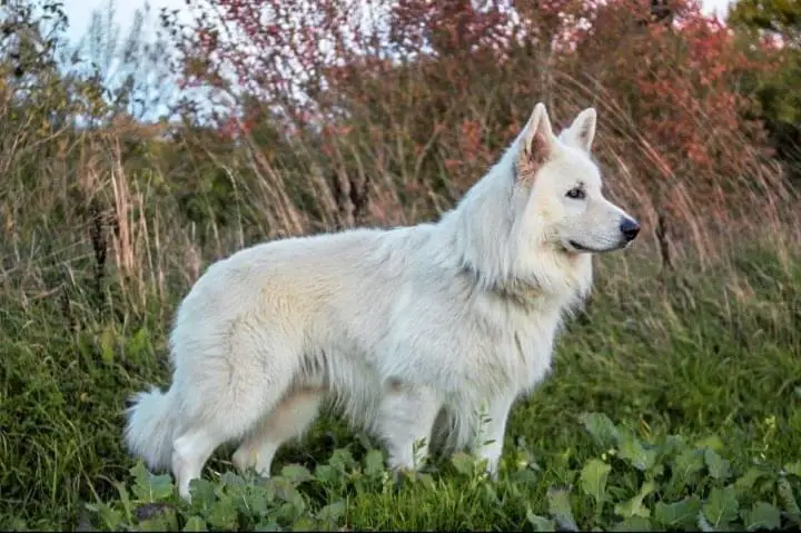 Antal von der Mecklenburger Seenplatte