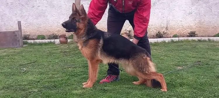 Samba De La Madonina