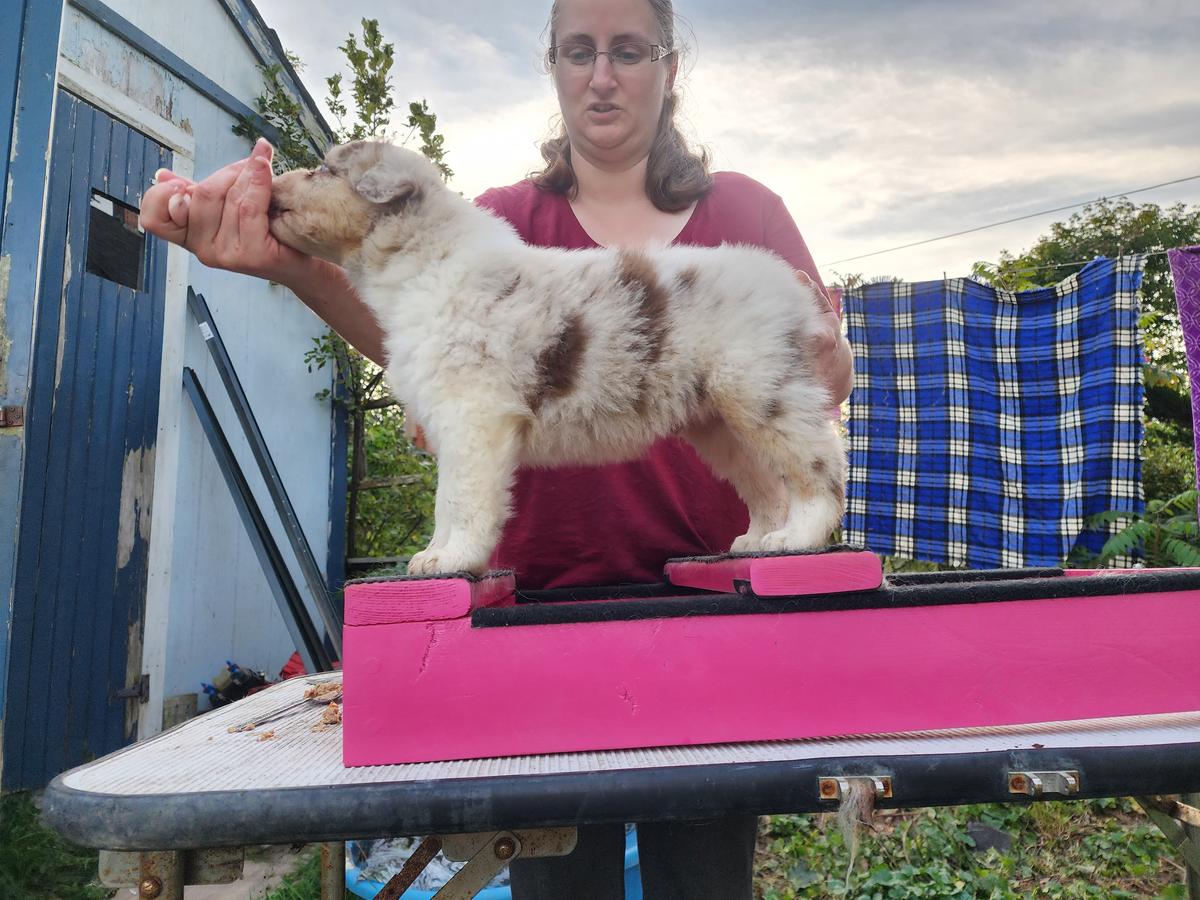 Malka's Dream Catcher