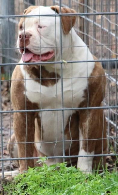 Cajun Country's Daisy