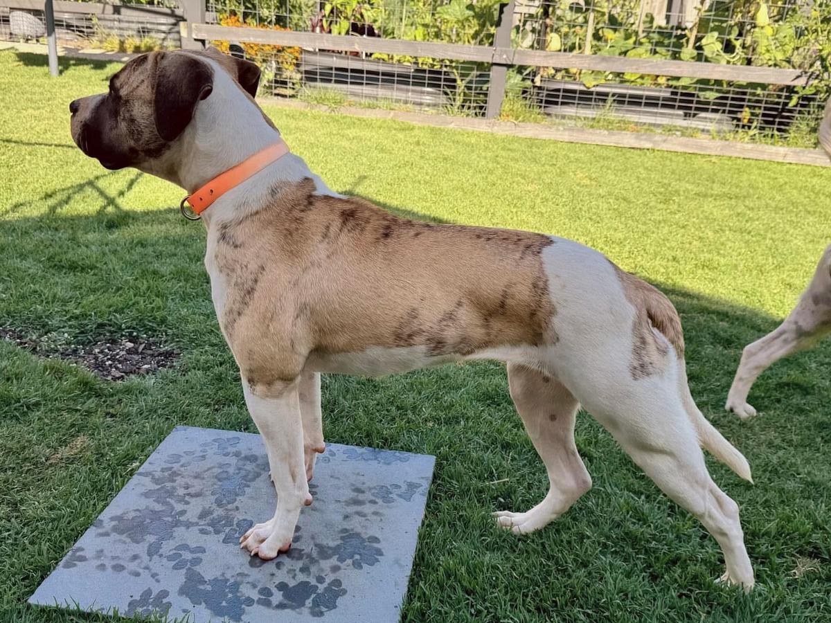 Theora's Black Widow