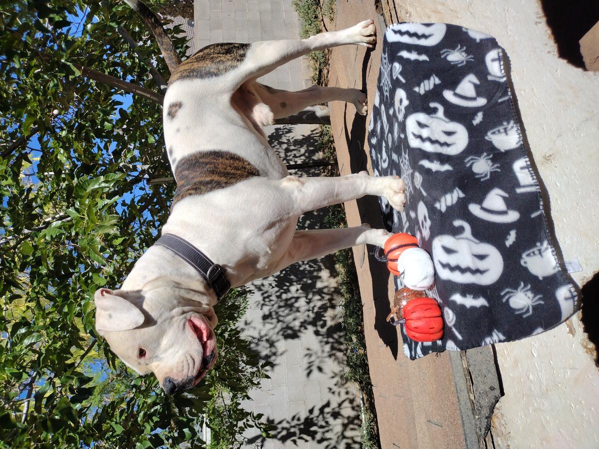 Damien Of king Mullikins