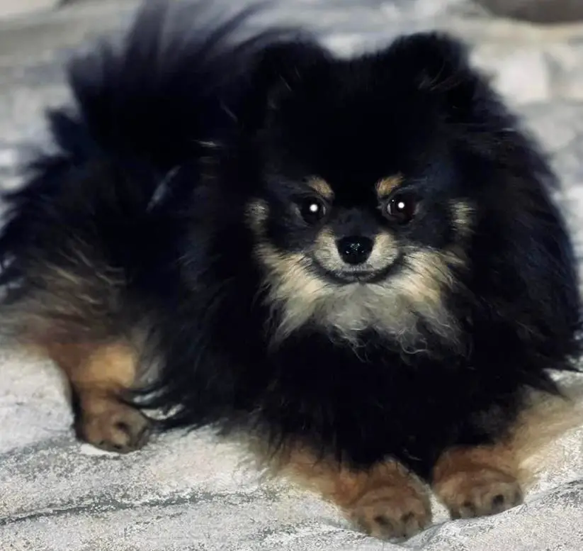 Diamond Hearts to Secret Poms A Kilo of Cuteness