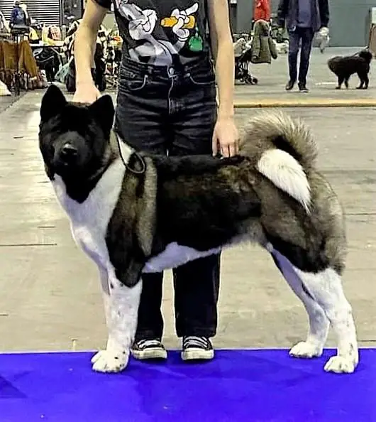 Calypso Aleksandria Super Star