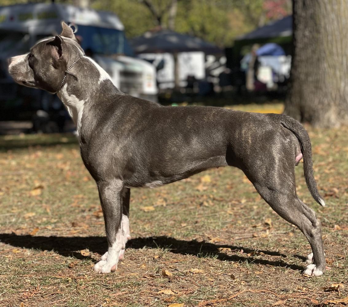 AKC CH Ironstone & Pinnacle's Sailor's Delight