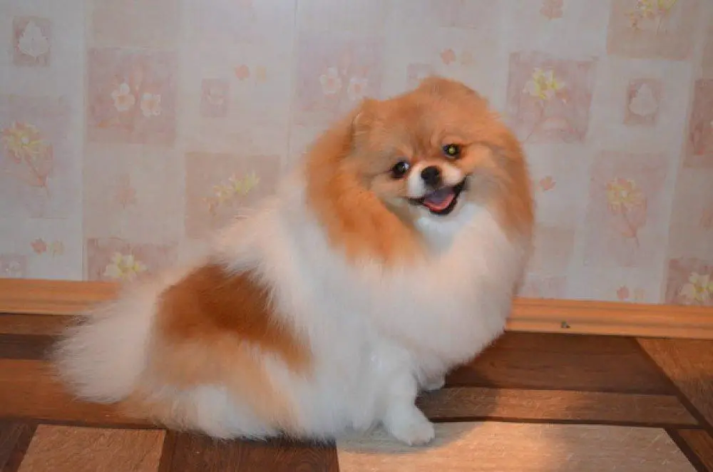 Letnyaya Raduga Sharma Shou