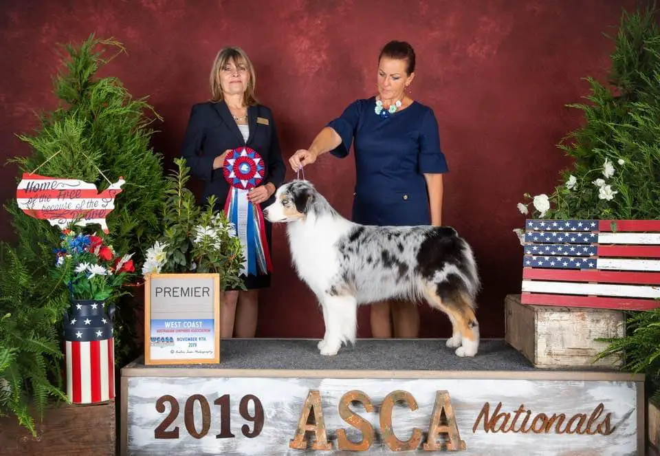 AKC/ASCA CH Woodhaven’s Persnickety