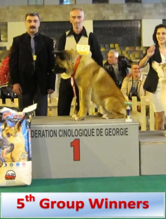 BIG, BIS-3, CAC, CACIB, BOB Booba