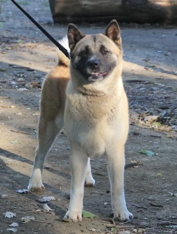 CH GEO, CAC x3, CACIB x3, BOS x2 Dixie Moby Okros Velidan