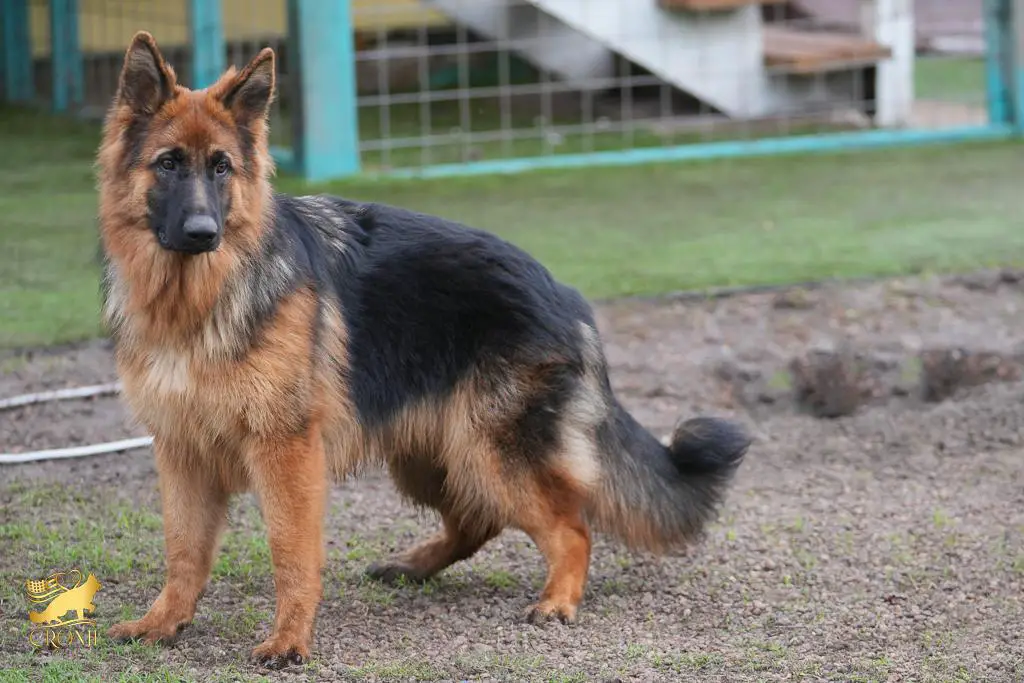 Skye vom Cronje Haus