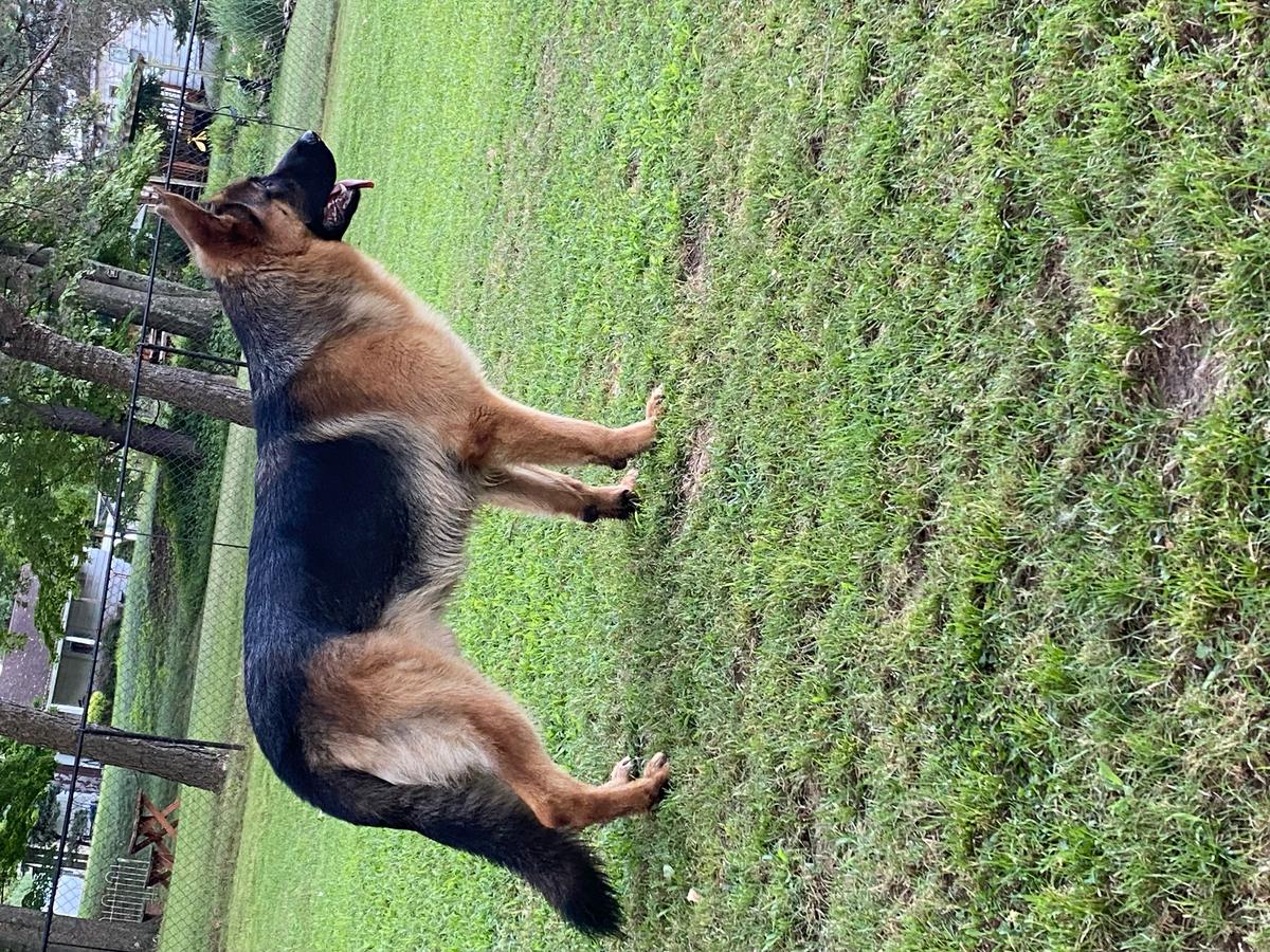 Elmazi's Maximus