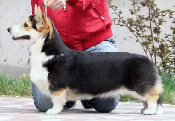 Junior Champion of Ukraine Holstep's Aroma Vanilina