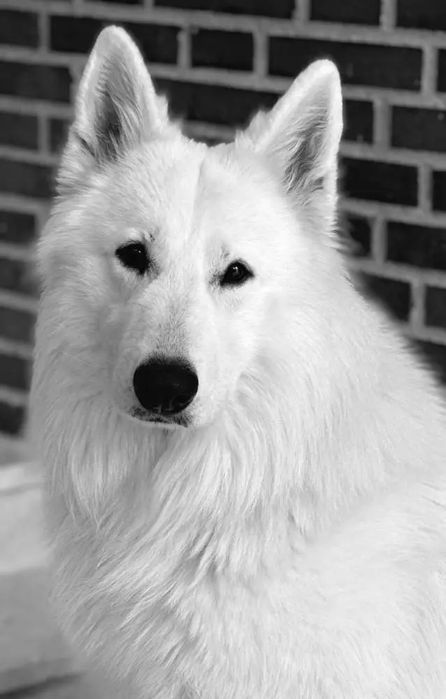 Gante The Winter Souls