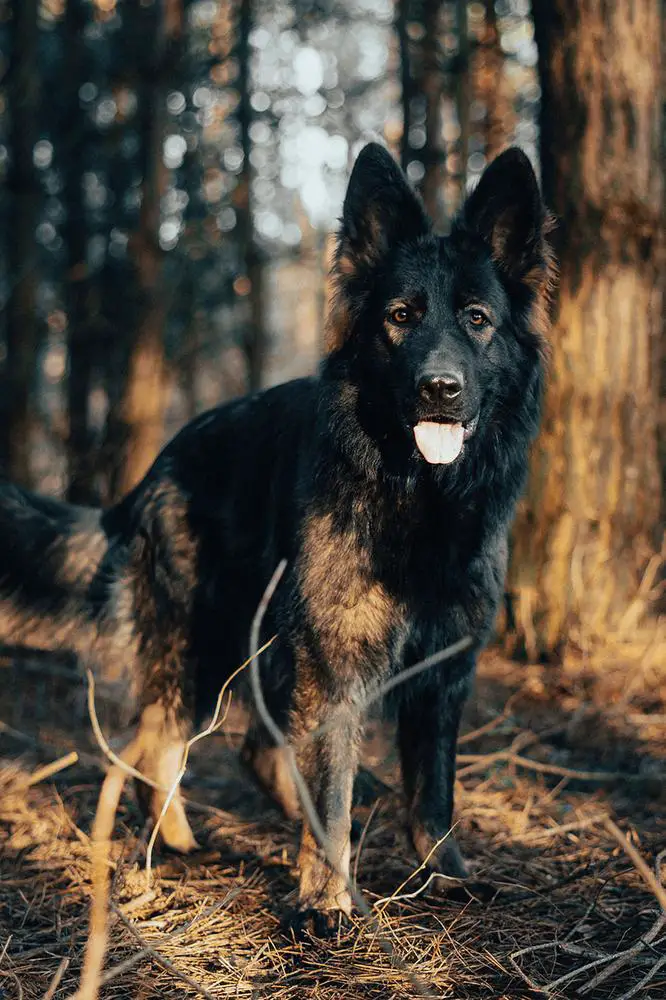 Yorda Lesna Wataha PL