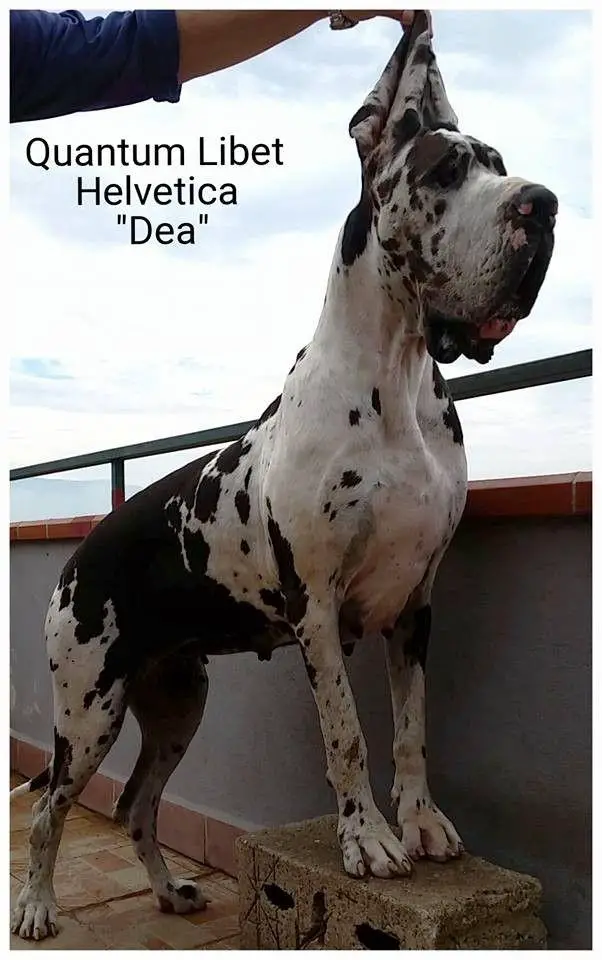 Quantum Libet Helvetica