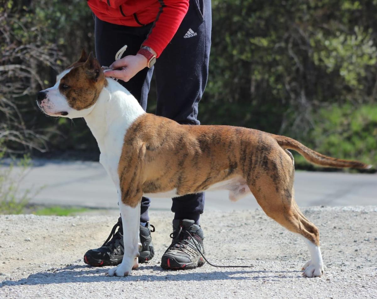 SK Ch. CCh. APOCALYPSE II NOW Highway Chile