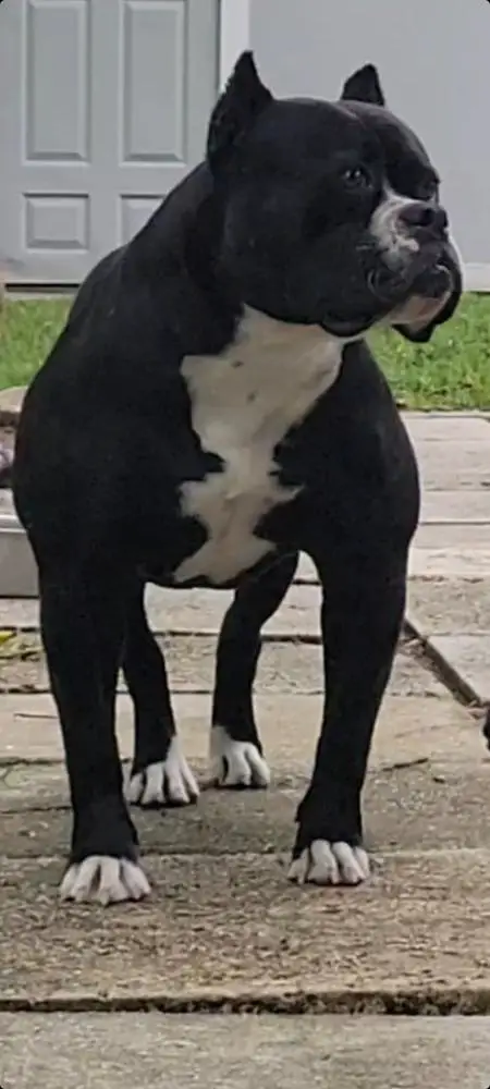 Athena of We Love Bullies