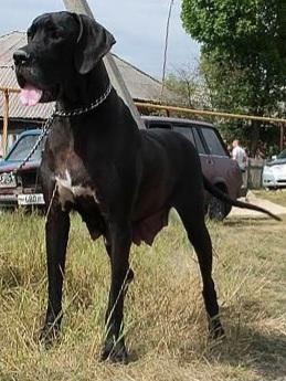 Diamant Aleksa Doch Merlina