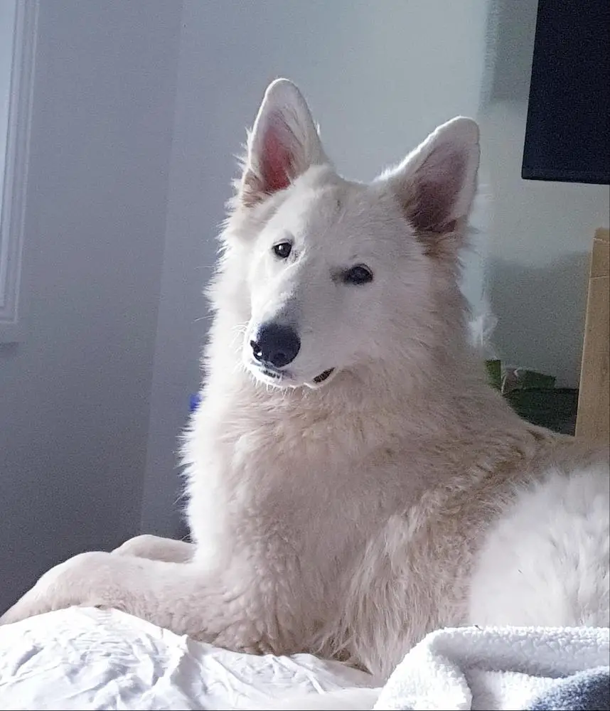 CoolWhite Esme Moon