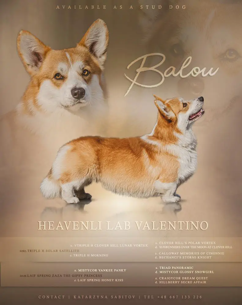 Heavenli Lab Valentino