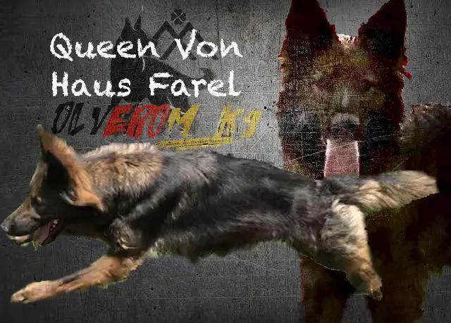 Queen von Haus Farel