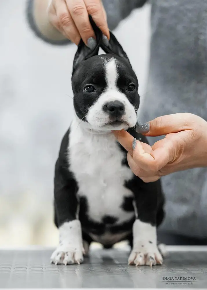 Sannit Demira Tiffani