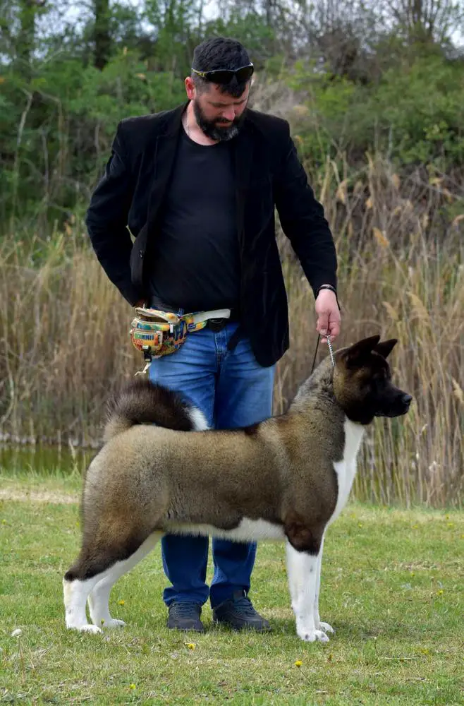 SRB CH, SRB JCH Creta Del Mar Black Widow