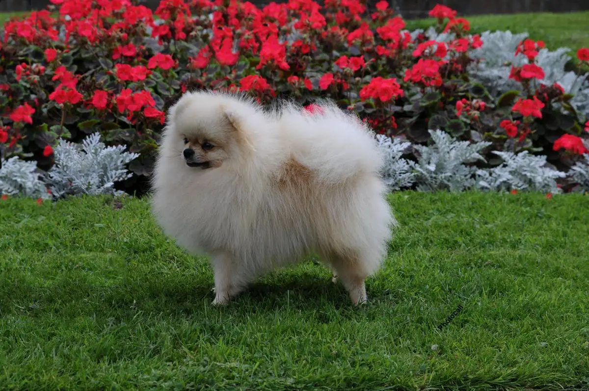 UK Ch Degsy Star Man at Pakov