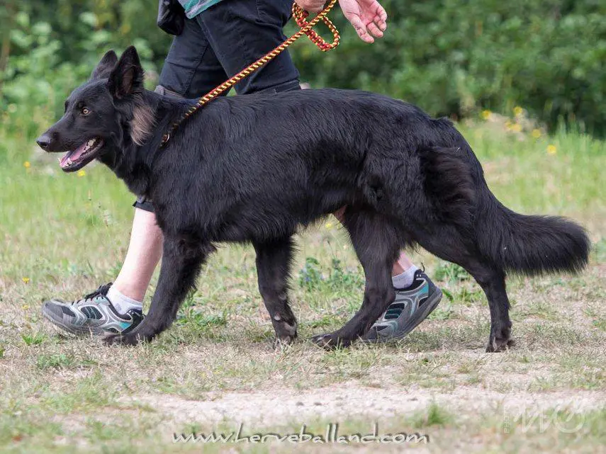 Jordane de la Légende du Loup Noir