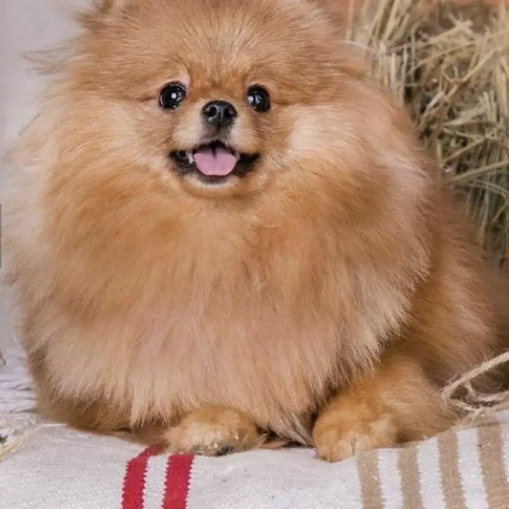 Not Pi Phels Greis Ross