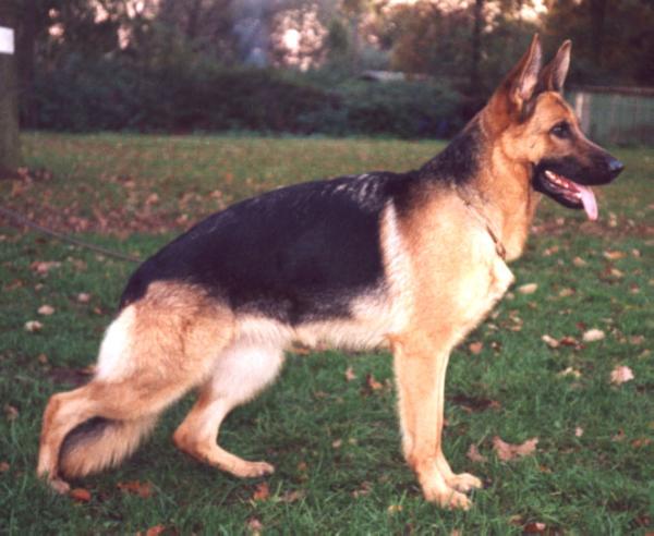 Nell von der Sandkautschneise