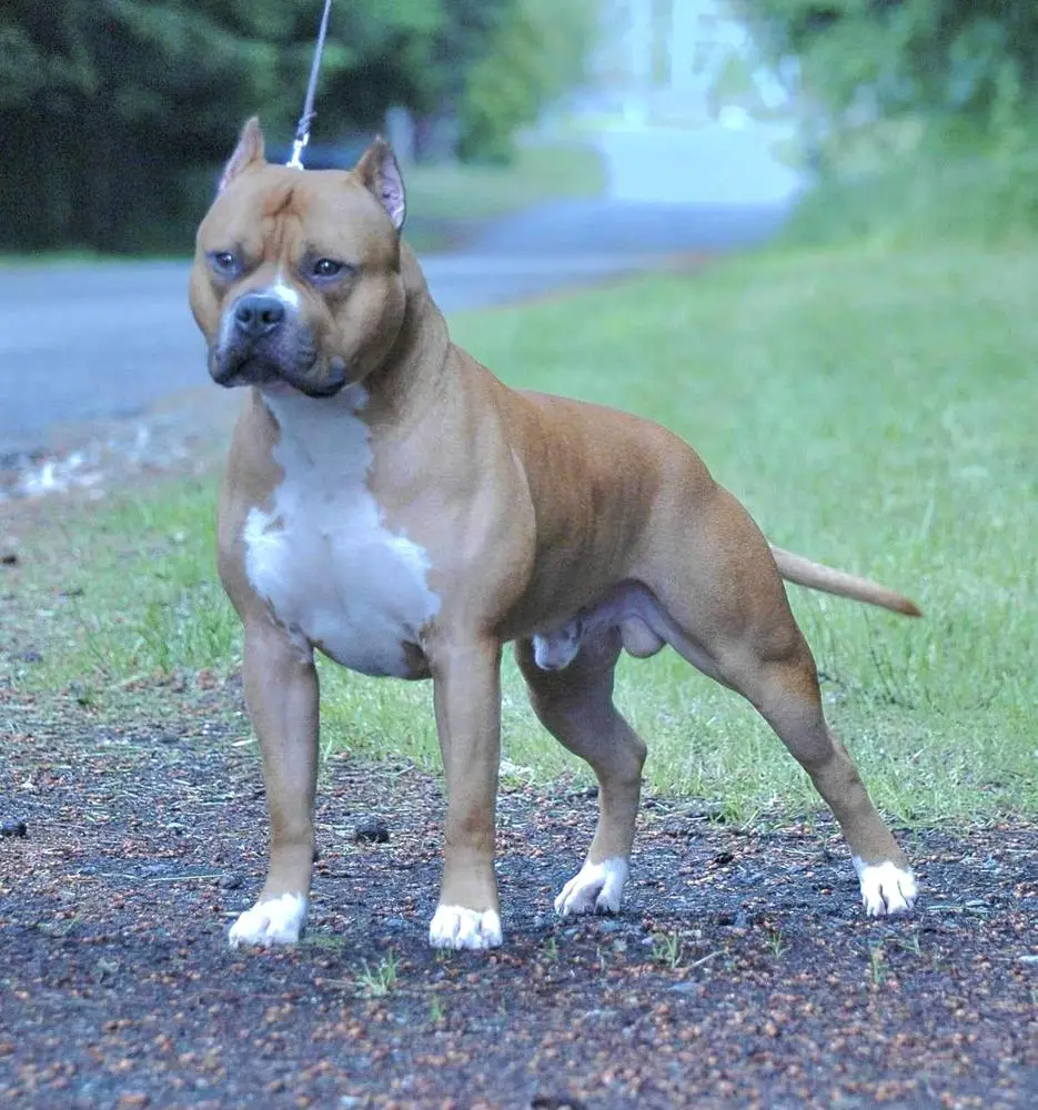 GR CH IvieLeag’s Battlefield