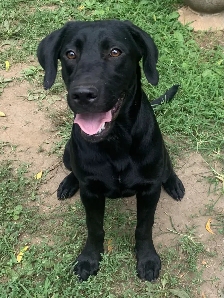 Shadow’s Lovely Lova Mae