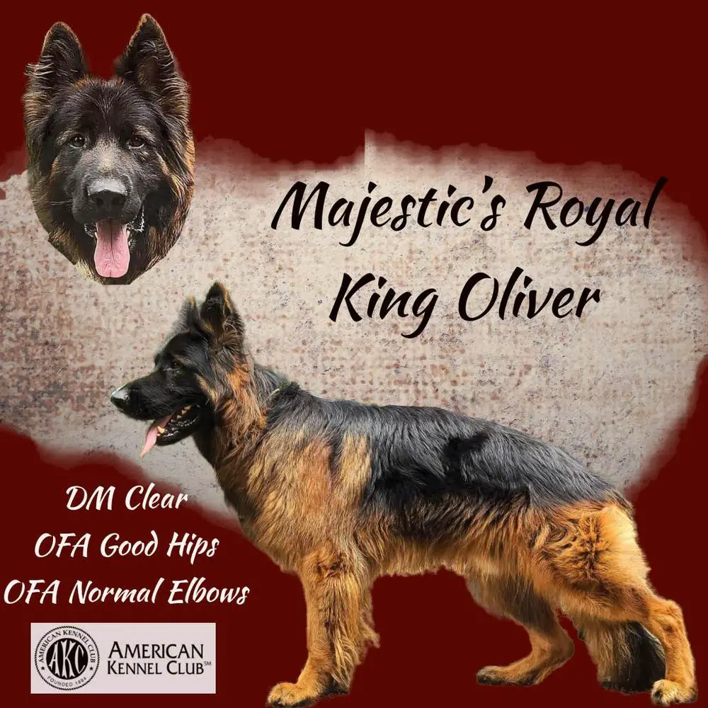 Majestic’s Royal King Oliver