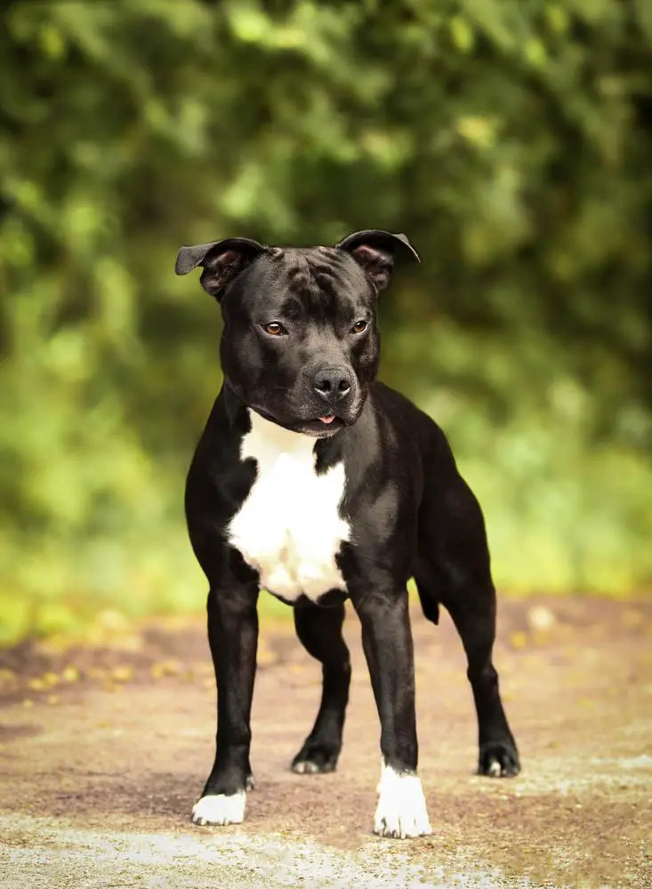 Next Evolution Gin Tonic