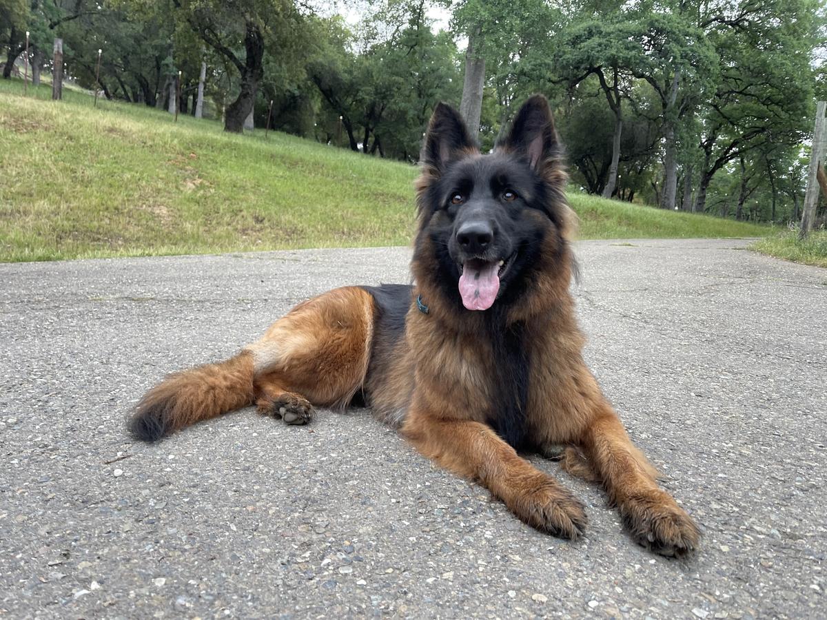 Stella Ray Von Den Baren