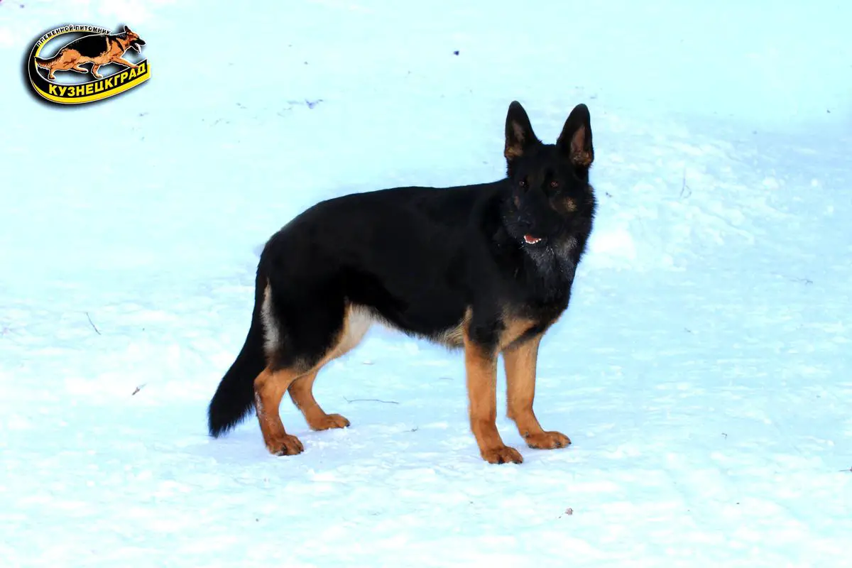 Bomba iz Kuznetskgrada