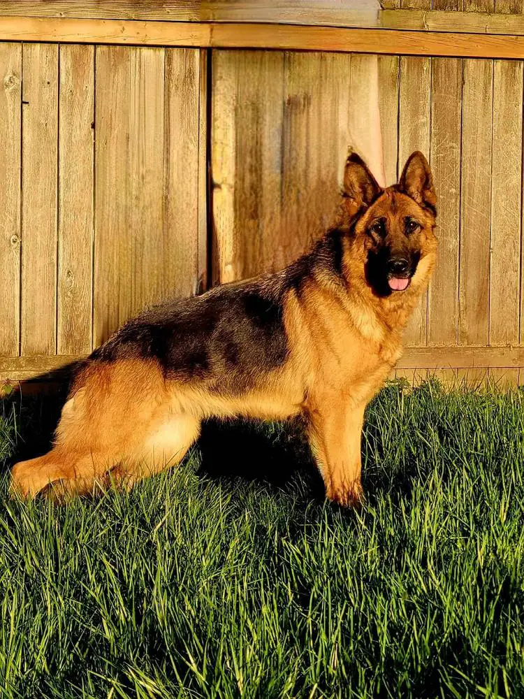 Majestic's Royal Diamond Mocha