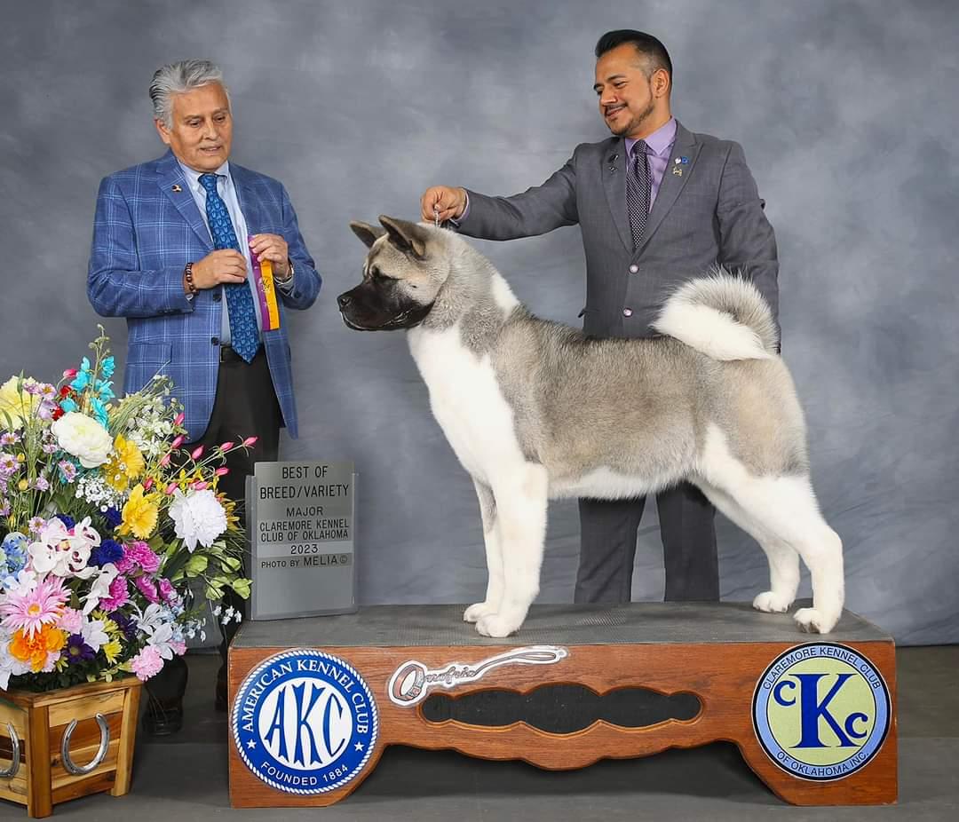 AKC CH Minda's D'Orguyo Stars Shining Bright Above You