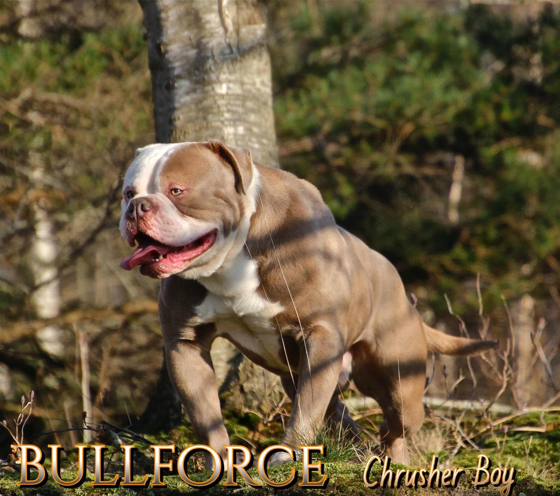 Bullforce Crusher